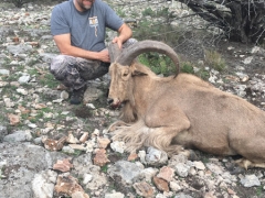 aoudad sheep