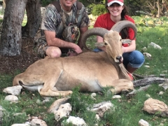 aoudad sheep2