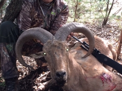 aoudad sheep3