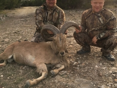 aoudad5