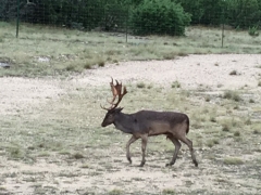 fallow deer