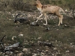 fallow deer2