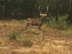 sika deer