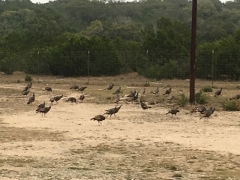 turkeys2