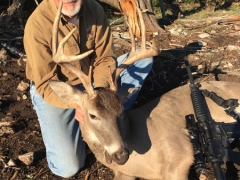 whitetail deer2