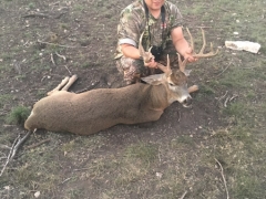 whitetail deer3