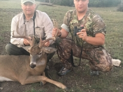 whitetail deer4